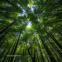 Majestic Bamboo Forest with Lush Green Canopy