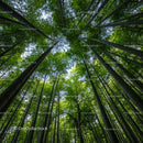 Majestic Bamboo Forest with Lush Green Canopy