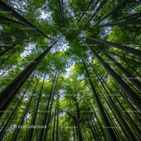 Majestic Bamboo Forest with Lush Green Canopy