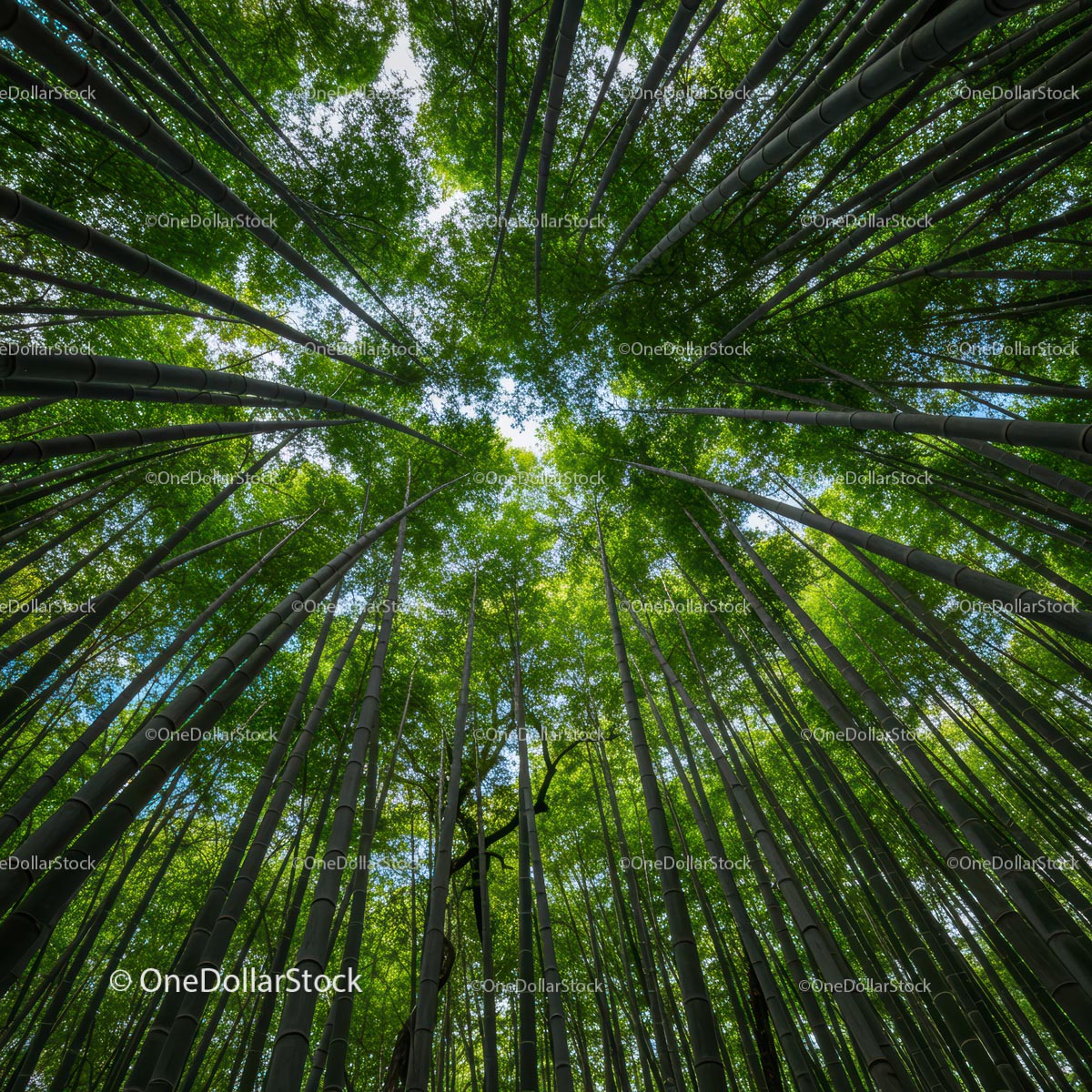 Majestic Bamboo Forest Canopy in Sunlight