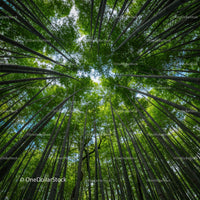 Majestic Bamboo Forest Canopy in Sunlight