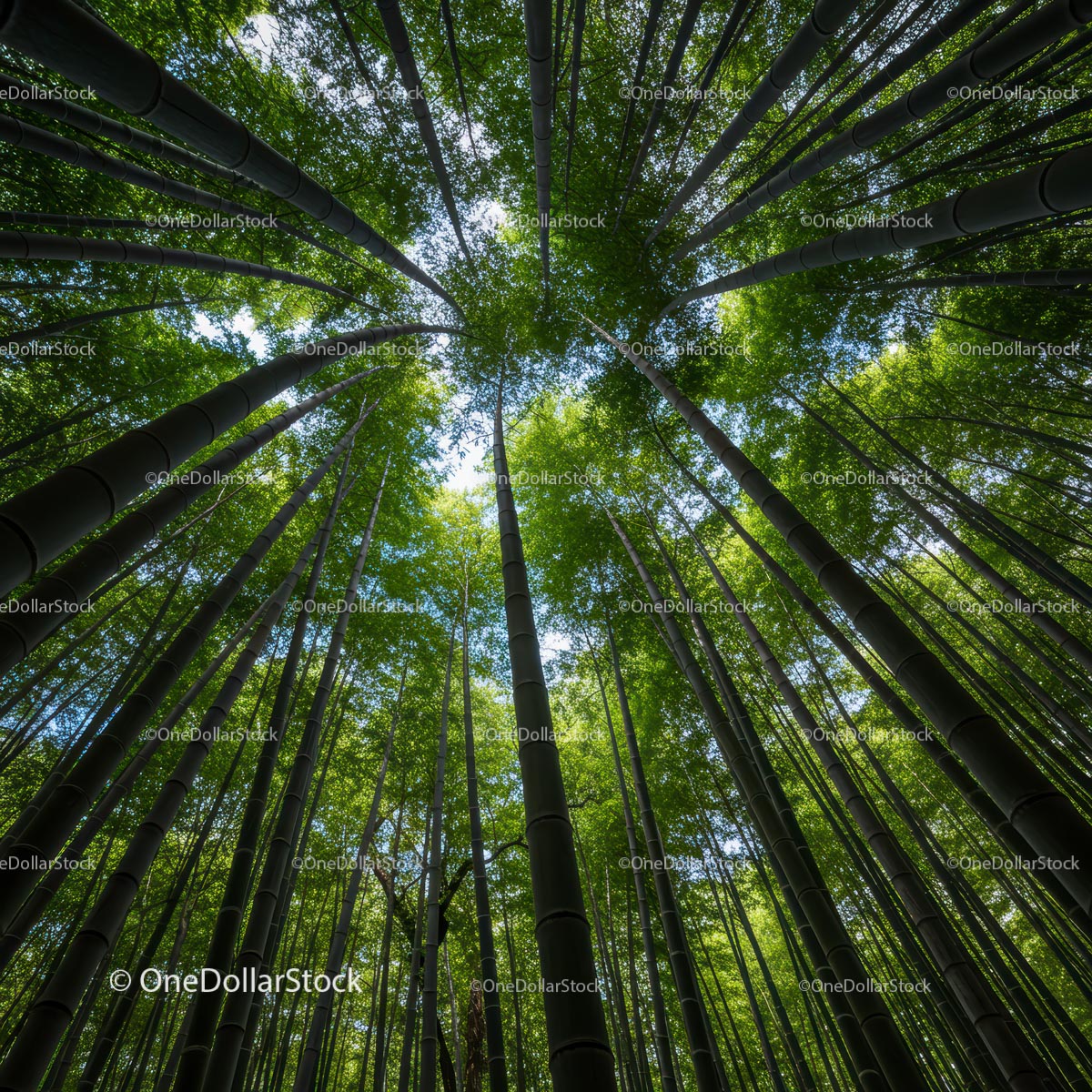 Towering Bamboo Trees Reaching for the Sky