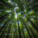 Towering Bamboo Trees Reaching for the Sky