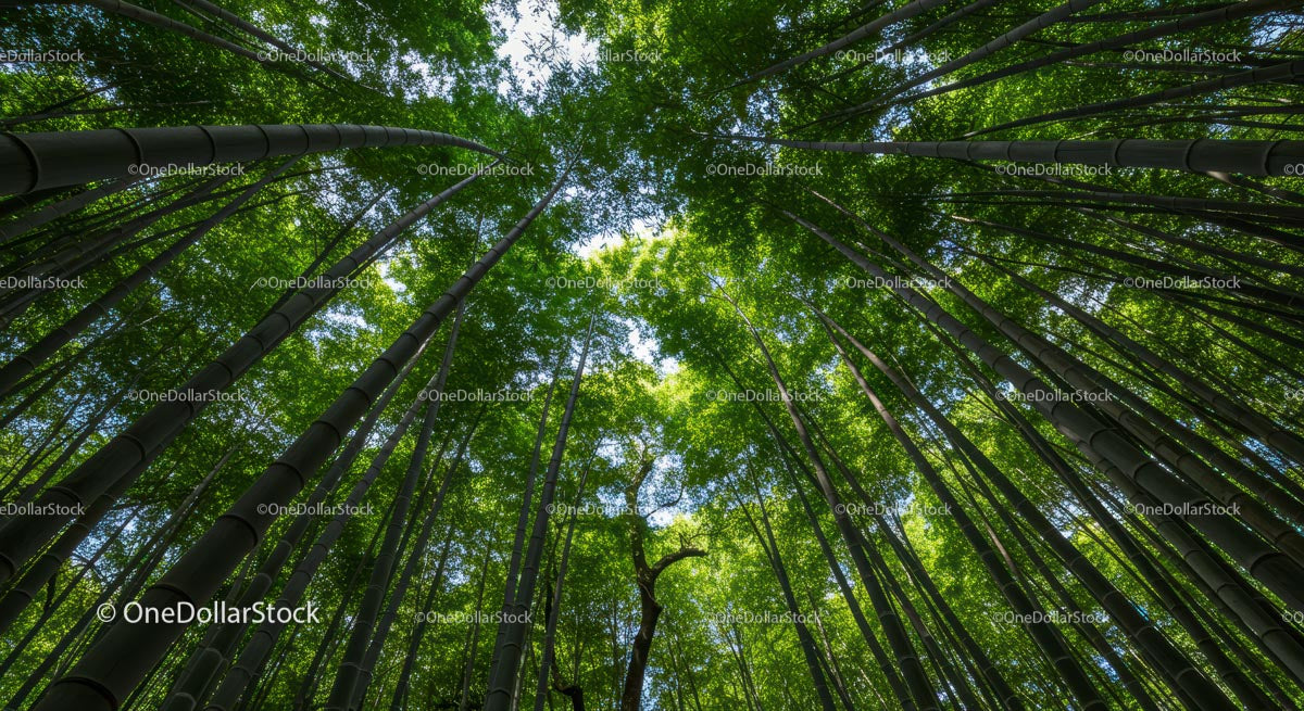 Majestic Bamboo Forest with Lush Green Canopy