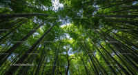 Majestic Bamboo Forest with Lush Green Canopy