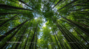 Lush Green Bamboo Forest with Sunlight Peeking Through