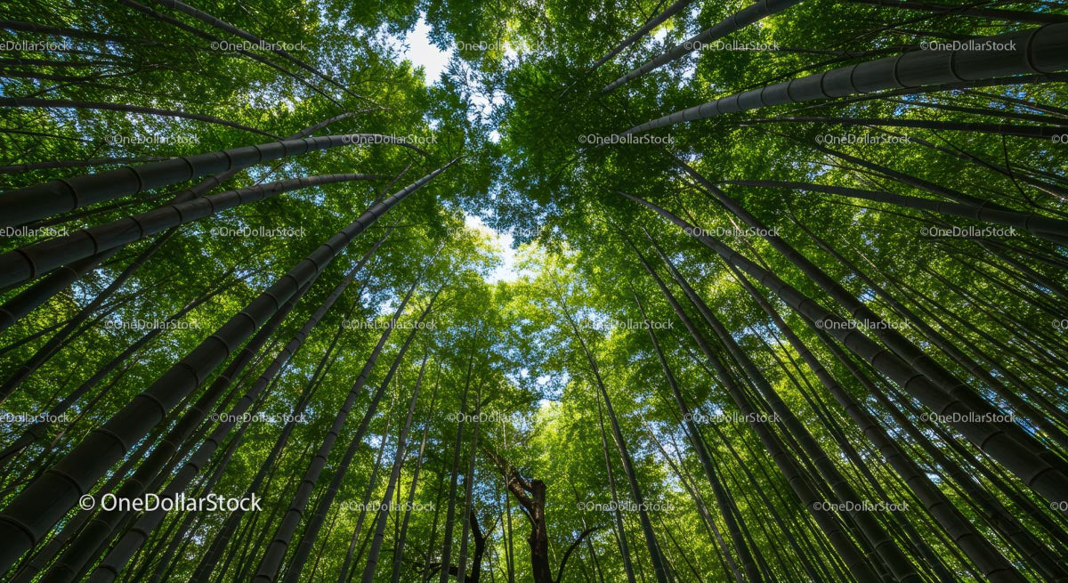 Serene Bamboo Forest with Lush Green Canopy