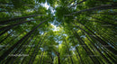 Serene Bamboo Forest with Lush Green Canopy