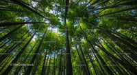 Lush Bamboo Forest Canopy from a Ground-Level View
