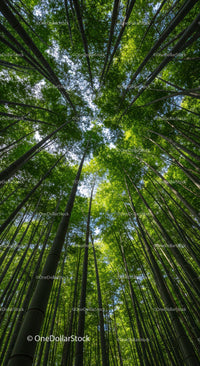 Majestic Bamboo Forest Canopy Under Clear Sky