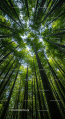 Majestic Bamboo Forest with Green Canopy
