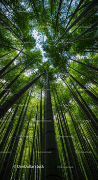 Lush Green Bamboo Forest Canopy