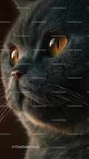 Close-Up Portrait of a British Shorthair Cat with Amber Eyes