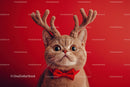 Festive Cat with Reindeer Antlers on Red Background