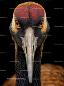 Close-Up Portrait of a Majestic Crane