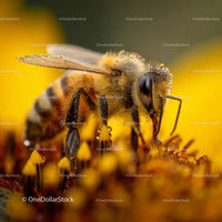 Honeybee Pollinating Lavender Flowers in Bloom