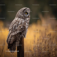 Great Gray Owl Perched Against Yellow Autumn Background