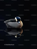 Serene Duck with Perfect Water Reflection