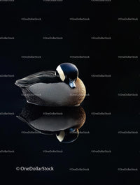 Serene Duck with Perfect Water Reflection
