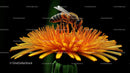 Close-Up of Bee on Vibrant Yellow Flower