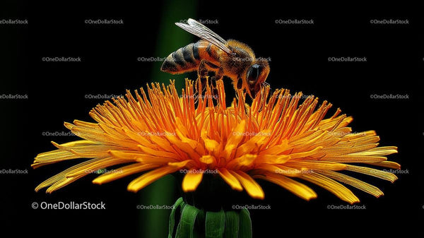 Honeybee on Vibrant Yellow Dandelion