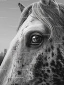 Black and White Portrait of a Spotted Horse