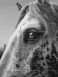 Black and White Portrait of a Spotted Horse