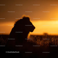 Lion Silhouette Against a Golden Savannah Sunset