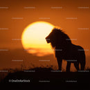 Silhouette of a Majestic Lion at Sunset in African Savannah