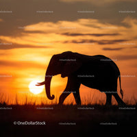 Silhouetted Elephant Walking During African Sunset