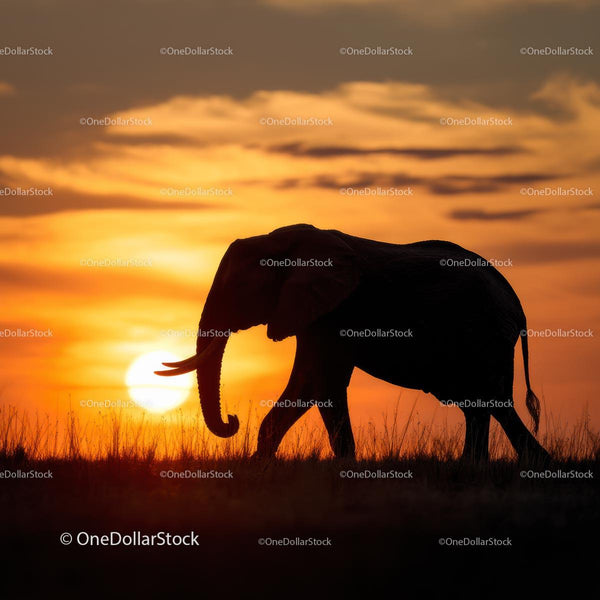 Silhouetted Elephant Walking During African Sunset