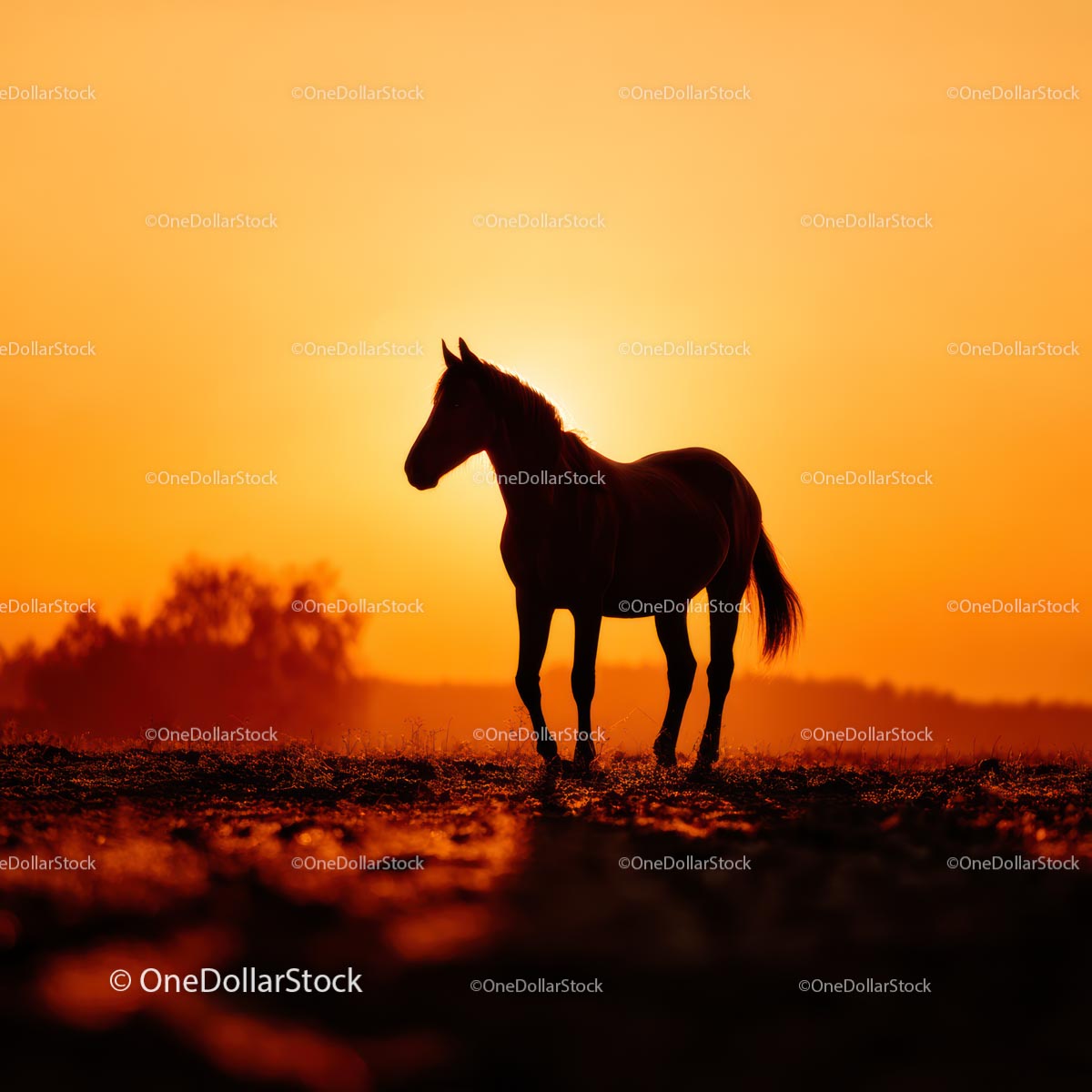 Silhouette of Horse Against Vibrant Sunset