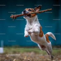 Jack Russell Terrier Jumping with Stick Outdoors