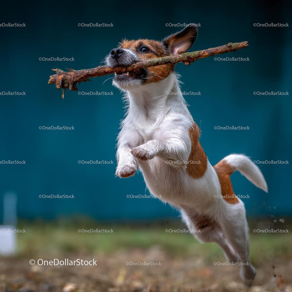 Jack Russell Terrier Skaczący z Patykiem na Zewnątrz
