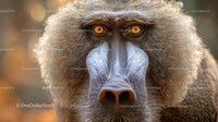 Intense Baboon Stare in Vibrant Jungle Setting