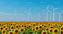Sunflower Field and Wind Turbines Under Clear Blue Sky