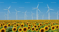 Sunflower Field with Wind Turbines Under Clear Blue Sky