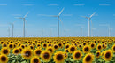 Sunflower Field with Wind Turbines on a Clear Summer Day