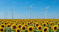 Sunflower Field with Wind Turbines on a Clear Summer Day