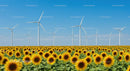 Sunflower Field with Wind Turbines under Clear Blue Sky