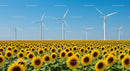 Sunflower Field with Wind Turbines Under Clear Blue Sky