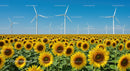 Sunflower Field and Wind Turbines Under Clear Blue Sky