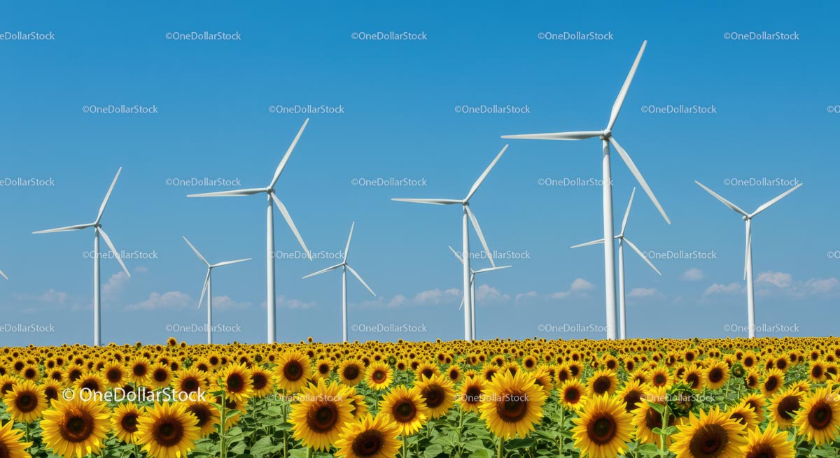 Sunflower Field with Wind Turbines Against a Clear Blue Sky