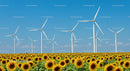 Sunflower Field with Wind Turbines Against a Clear Blue Sky