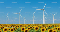 Sunflower Field with Wind Turbines Against a Clear Blue Sky
