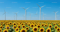Sunflower Field with Wind Turbines Under Clear Blue Sky