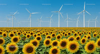 Vibrant Sunflower Field with Wind Turbines on a Clear Day