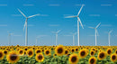 Vibrant Sunflower Field with Wind Turbines Under Blue Sky