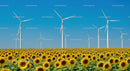 Sunflowers and Wind Turbines Under Clear Blue Sky