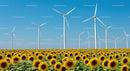 Sunflower Field with Wind Turbines Under Blue Sky